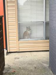 猫在窗口