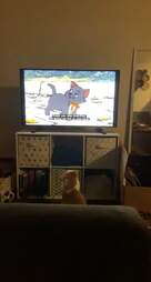 猫看电影