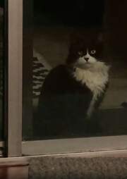 猫出现在女人'的后院要求让