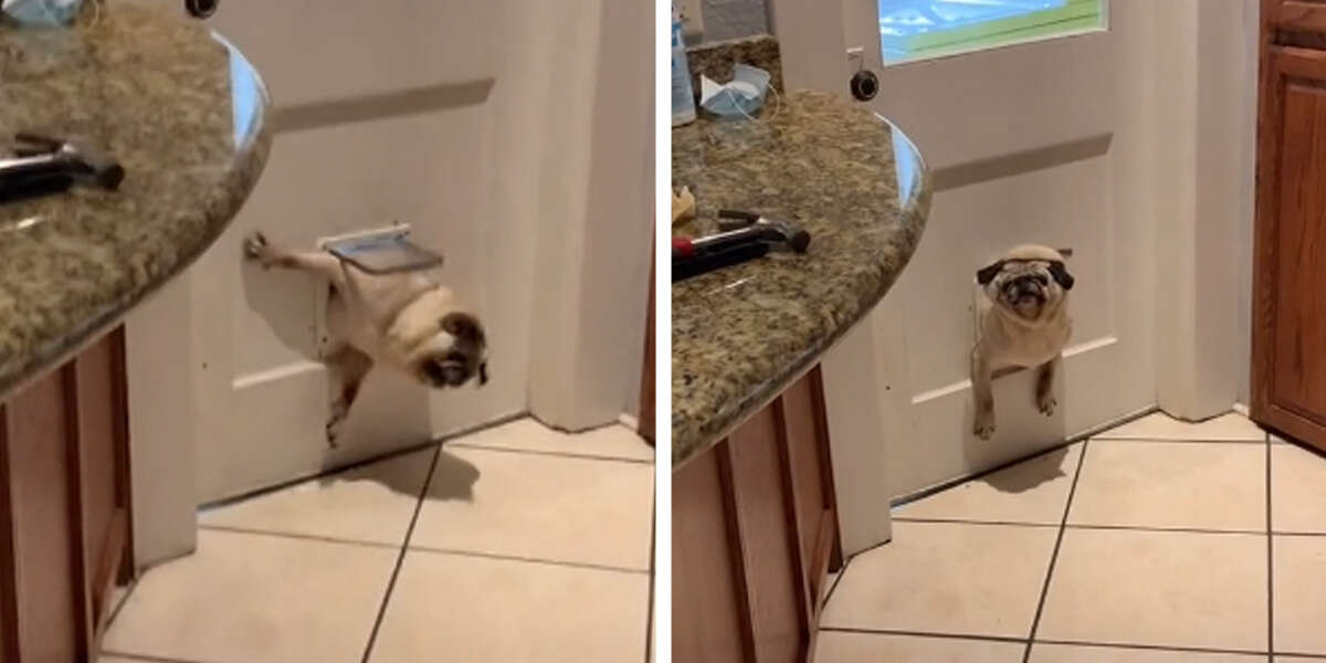 Chubby Pug Gets A Wake Up Call After Failing To Fit Through Pet Door