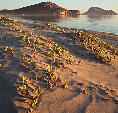 Villa Del Palmar Loreto