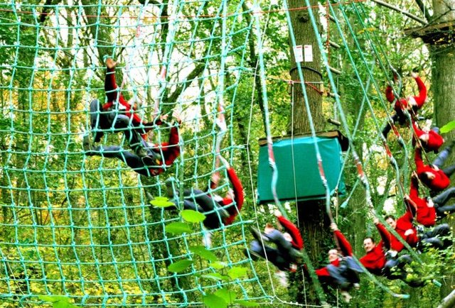 Treetop Quest
