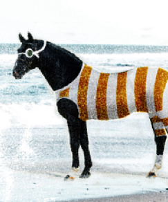 The Diving Horse