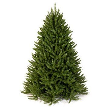 Tyler's Trees