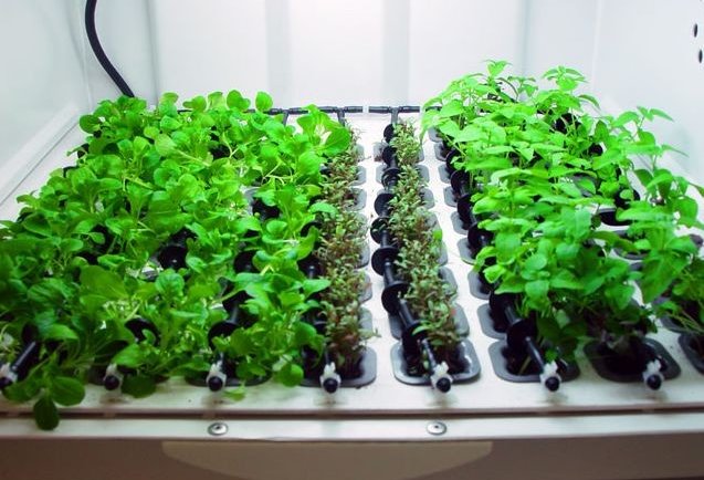 Urban Cultivator Home