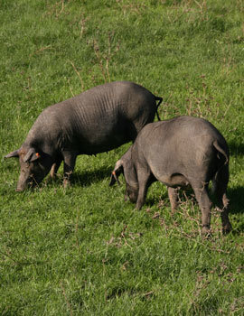 Kurlinger Farms' Bacon-Fed-Bacon