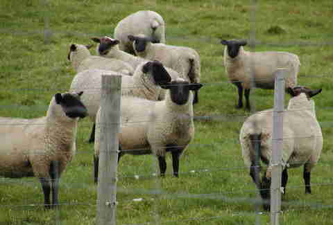 Sheep