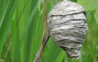 Date Fodder: Sex With A Hornet's Nest