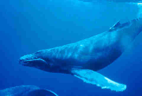 humpback whale