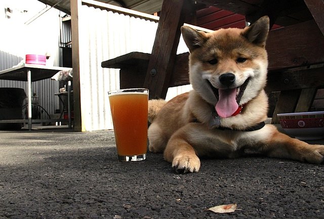 Amnesia Brewing's Trail Hazer-Summer Beers: The 150 You Need to Drink Before September