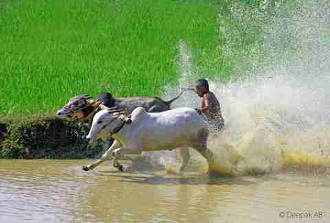 Bull surfing in Karala, India
