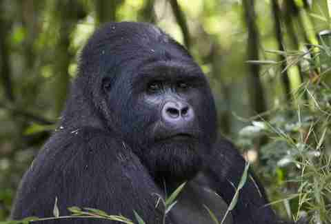 Extraordinary Journeys Million Dollar Safari
