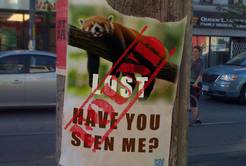 Red Panda