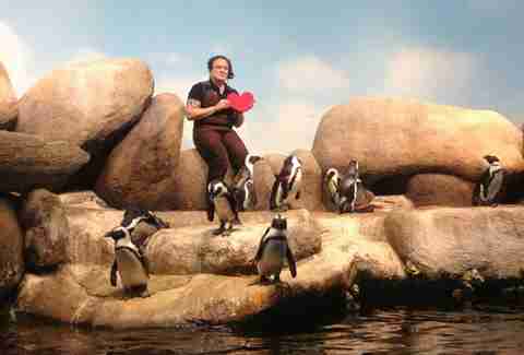 Penguins at the The California Academy of Sciences
