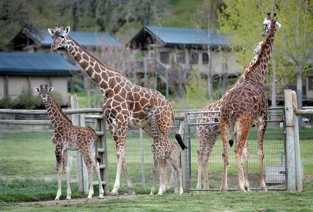 Brews & Buffalos at Safari West