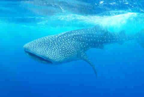 Hatchet Caye Resort Whale