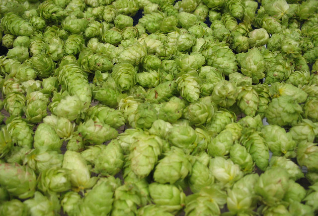Amnesia's Single Hop Fest