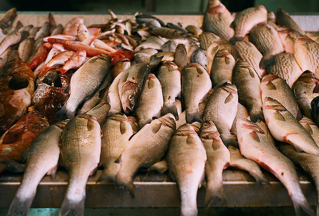 Cape Cod Fish Share