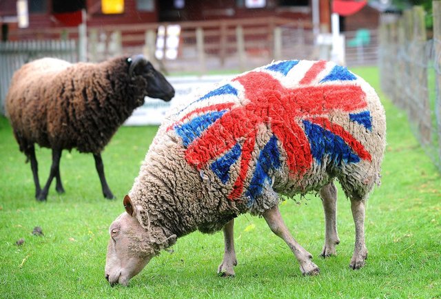Danny Boyle Has Contracted ~70 Sheep for Opening Ceremonies