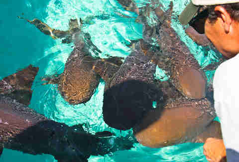 Swimming nurse sharks
