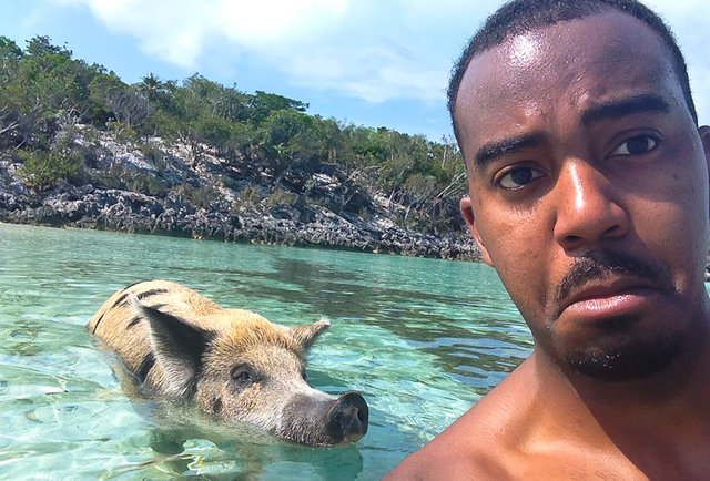 pigs swimming exuma bahamas eating conch feral dork thrillist