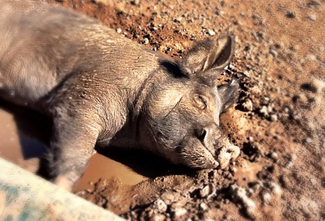 Haven's Whole Hog Dinner