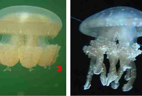 Go snorkeling in Jellyfish Lake in Palau, Indonesia
