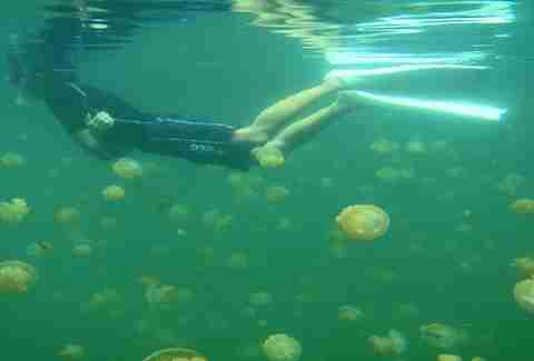 Go snorkeling in Jellyfish Lake in Palau, Indonesia