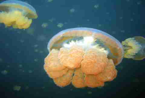 Go snorkeling in Jellyfish Lake in Palau, Indonesia