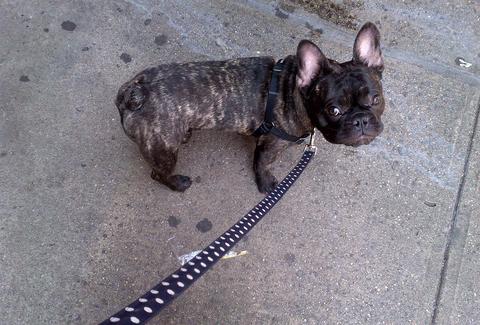 Hank, dogs of the hamptons
