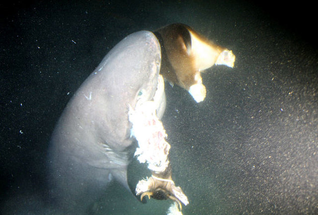 Deep Sub Shark Adventures
