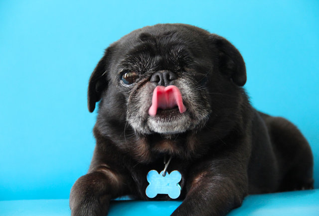Bow-Wow Chow