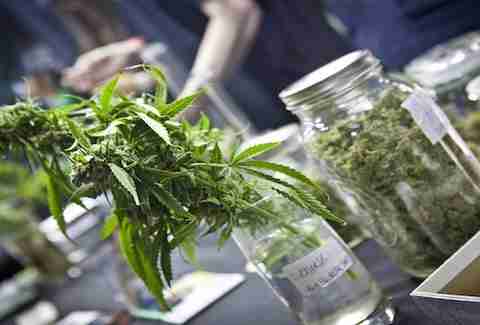 My 420 Tours marijuana tours of Colorado