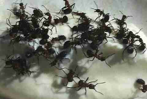 Ant salad at Noma