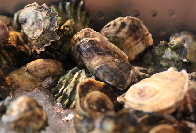 Fat Radish guys go oystering
