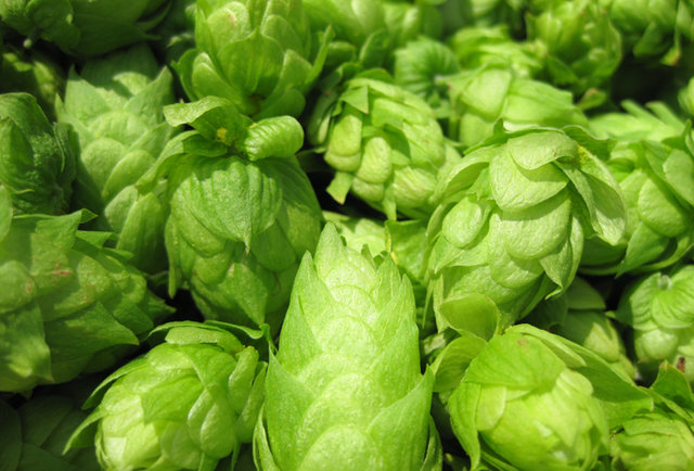 The Fresh Hops Workshop