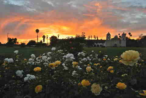 A.C. Postel Rose Garden