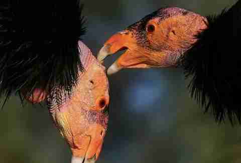 California Condors