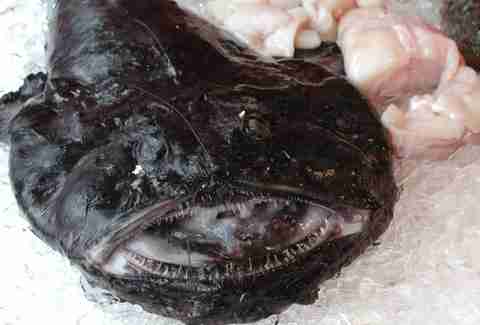 monkfish