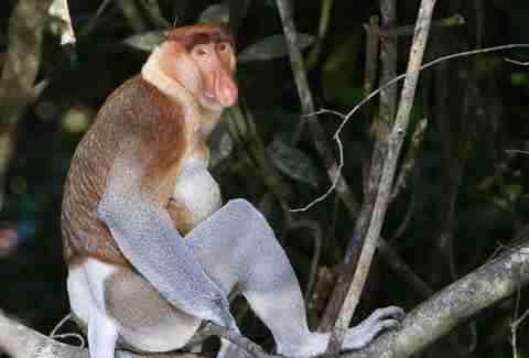 proboscis monkey
