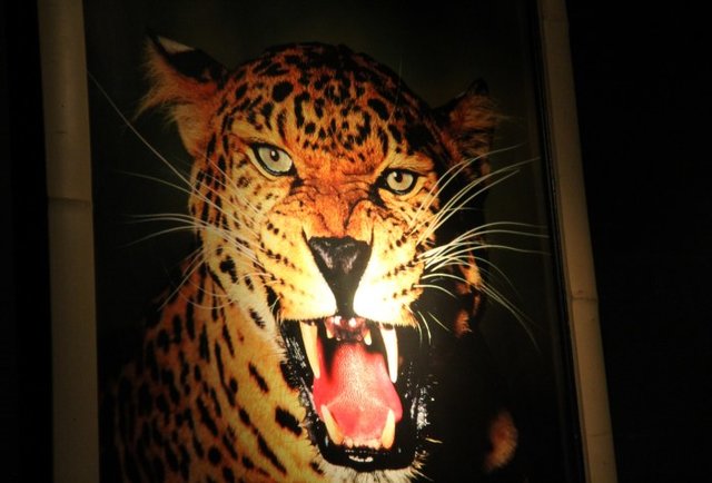 Jaguars 3