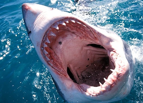 Sharktoberfest