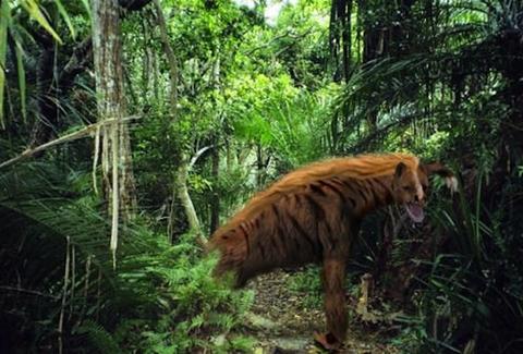 Nandi Bear in East Africa