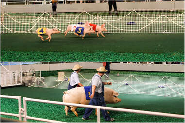 pig races and fat pig
