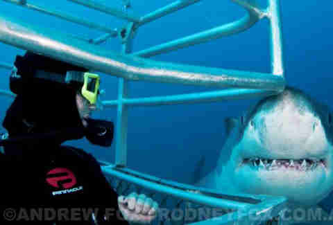 Shark Cage-Diving - Best Diving Destinations in San Francisco, S ...