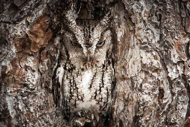 owl in tree