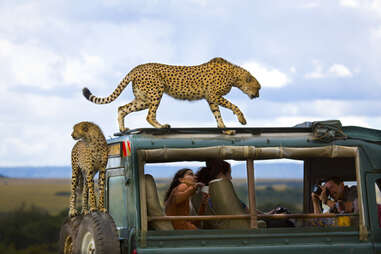 cheetahs on truck