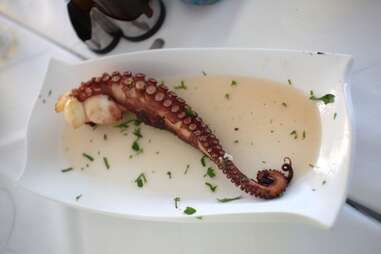 octopus tentacle calamari