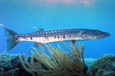 Goliath Tigerfish, Additional Creatures Wiki