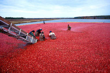 Cranberry bog